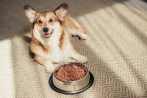 gezonde en voedzame voeding voor honden