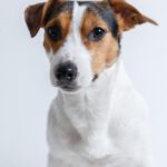Kunnen pijnstillers voor honden zonder risico gegeven worden?